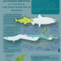 Des fiches sur les poissons migrateurs à destination des territoires de SAGE