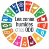 Zones humides et ODD