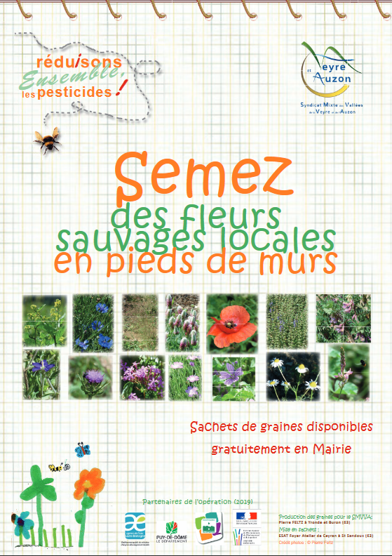 Semez des fleurs sauvages locales en pieds de murs